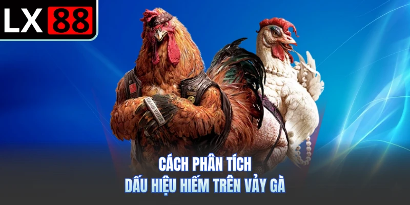 Cách phân tích dấu hiệu hiếm trên vảy gà
